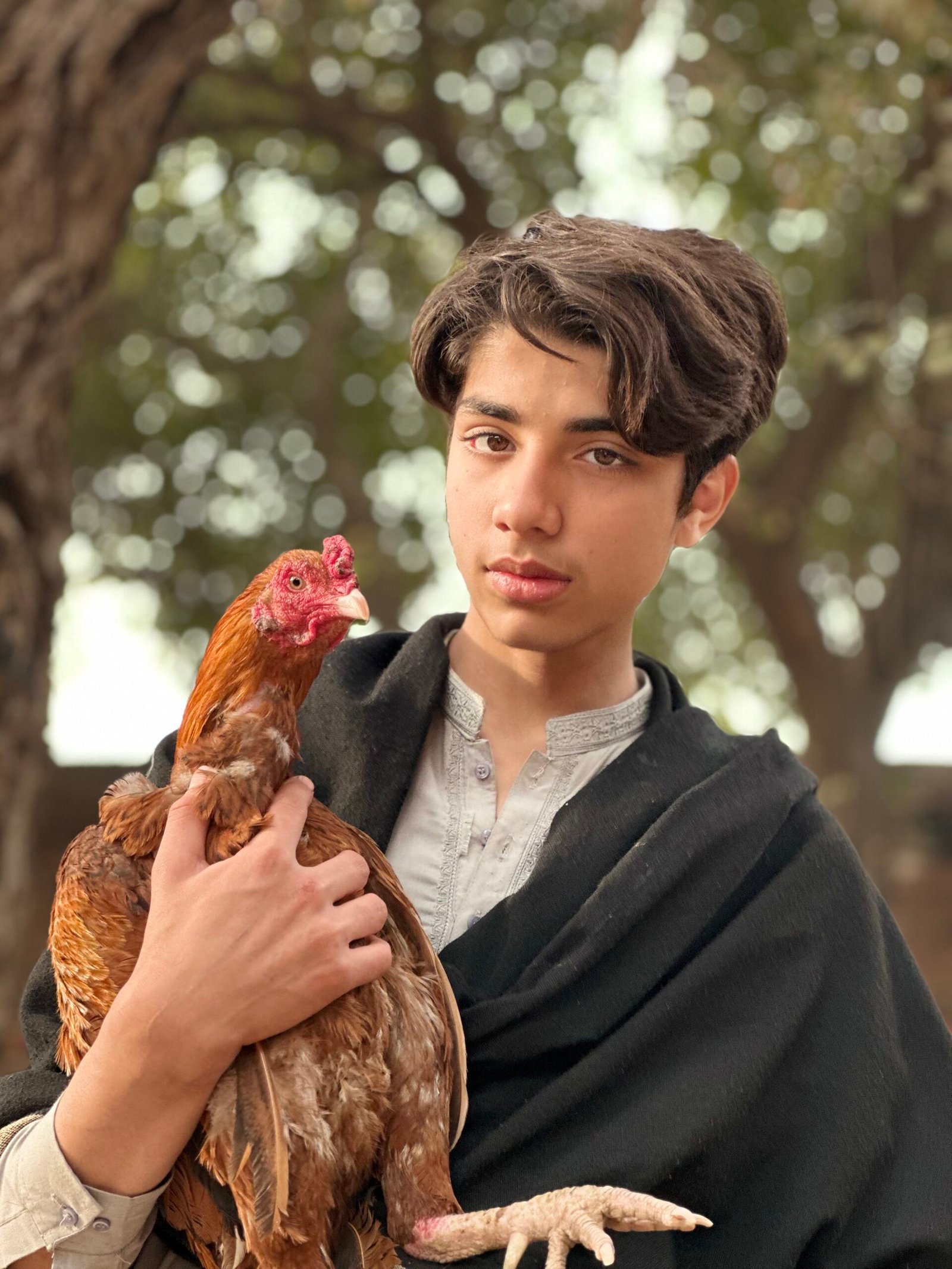 Asif holds his red rooster close, wrapped in a dark shawl